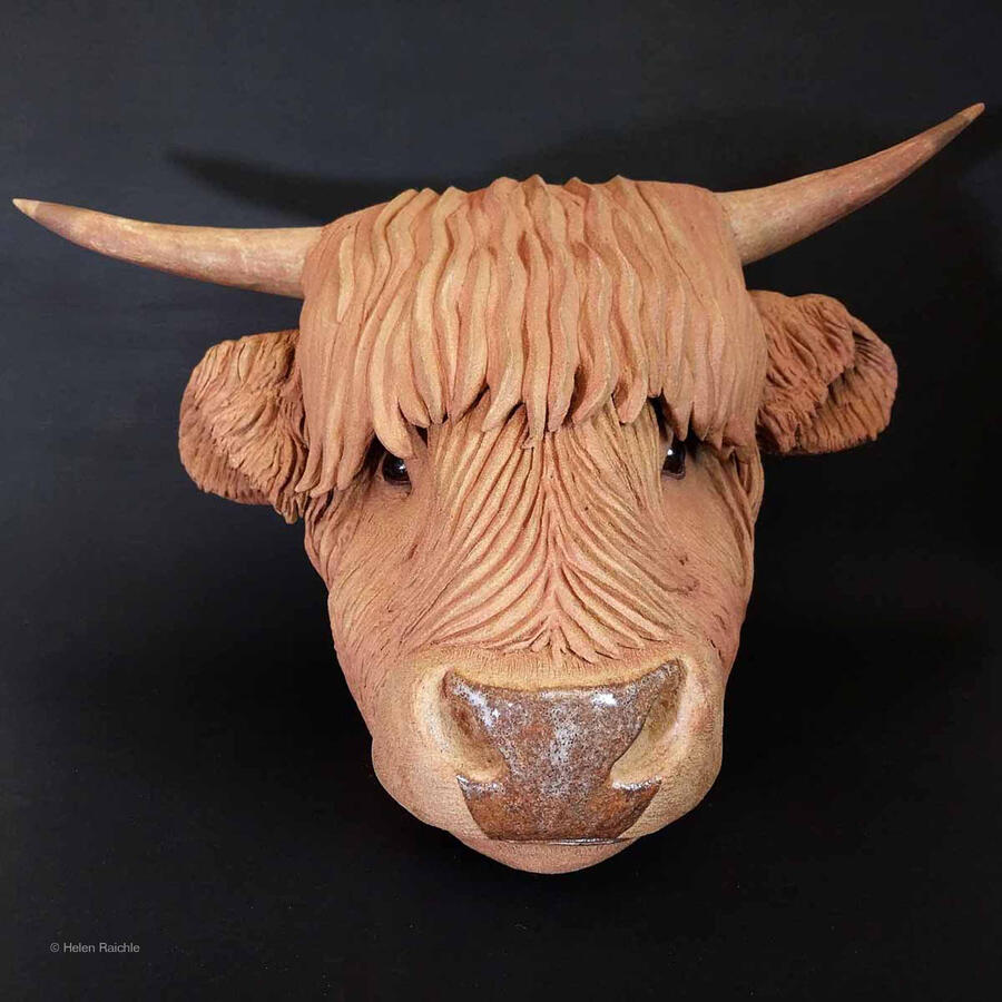 The head of a young Scottish Highland cow. Color is red-brown with shiny eyes and nose.